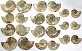 Lot: to Cut/Polished Ammonite Fossil - Pairs #117044-1